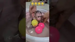 monkey bathing😂😂😂 #youtubeshorts #shortsfeed #short