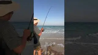 #grouper #fishing #angler #beach #beachfishing #catchandrelese #okuma #doha