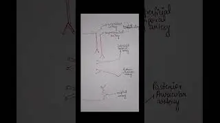 Arterial & Nerve Supply of Scalp and Superficial Temporal region l #anatomy made easy
