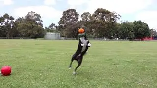 Buddy Ball