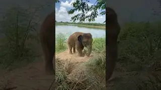 Amazing element sounds#animals #funny #shorts #video