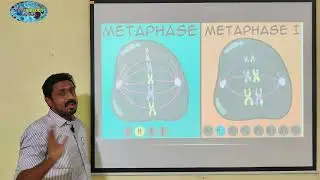 ANAPHASE 1 (MEIOSIS) | TAMIL | CELL CYCLE AND CELL DIVISION | STD 11