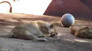 Lion Couple Hubert and Kalisa got NEW BED!　ライオンちゃん新しい木のベッドもらう！