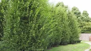 Welke boom kies je? Bomen - natuurlijke zuilvormen - haagbeuk