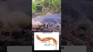 When Planaria 