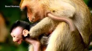 Much pity! Baby Barbi crying angry mom catch her back not allow walk,Barbi happy meet baby George