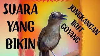 SUARA JONGKANGAN GACOR BIKIN GOYANG