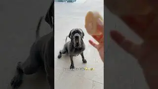 Banana cup for Callie 😂🍦🥜🍌#dogtreats #dogasmr #funnydogs #dogslobber