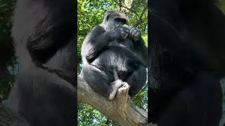 Female Gorilla that I nominated as best Catcher !