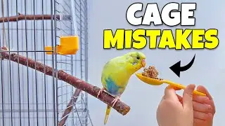 Cage Mistakes ALLLL Bird owners Make 