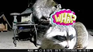 Four Cameos, Everybody Eats&hellip; Eventually...
