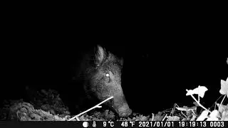 Fototrappola HAPIMP PH 770-8D primi video girati di notte