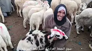 قناة رضوان الربح ولد المعطي حولي صردي 0653097763