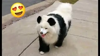 Panda Boi