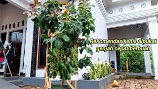 JENIS ALPUKAT MUDAH SEKALI BERBUAH