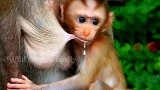 Beautiful baby monkey hugs mother in search of food, Wild Monkey Family