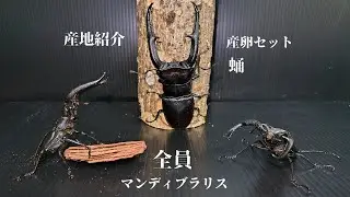 【クワガタ飼育】マンディブラリスフタマタ編　狂気の成体紹介&産卵セット紹介　#Hexarthrius mandibularis