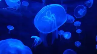 Alan Watts - You Are Not Separate