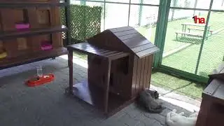Kedi Kasabası&rsquo;nda yaz tatili hareketliliği