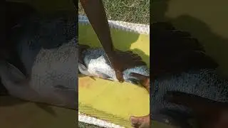 Big Fish Spawn Production #fish #fishing #carp fishing# Bighead fish Breeding # viral video # Fish