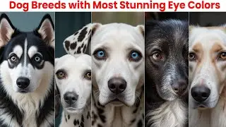 🔥6 Dog Breeds with the Most Stunning Eye Colors!👀🐶 (You Won&rsquo;t Believe #3!)  #BlueEyesDogs