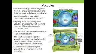Microbodies - Glyoxisome, Peroxisome