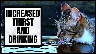 Cat 101: Increased Thirst and Drinking
