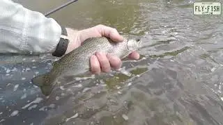 Fly FIshing - Popolopen Brook West Point NY April 21 2019
