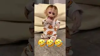 Самая смешная подборка животных 👈😂 | Часть 69 #животные #питомцы #смешно #кошка #собака #обезьяна...