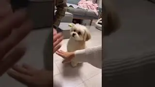 Crazypets