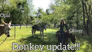 Donkey Update | Poco The Pony