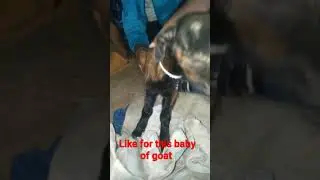 #shorts guess the name of this cute animal #shorts #viral #trending #chottudada #shortvideo #youtube