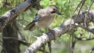 Cyprus jay (Garrulus glandarius glaszneri,) &Kappa;ί&sigma;&sigma;&alpha; - Endemic Sub-species of Cyprus