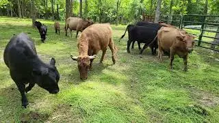 Cows LOVE Fresh Hay Cut Using a SICKLE BAR on the 1950 Cub Tractor