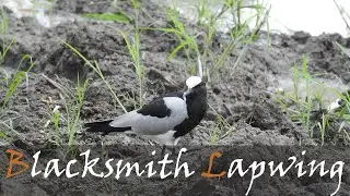 Blacksmith Lapwing (Vanellus armatus) Bird Call & Video | Blacksmith Plover | Stories Of The Kruger