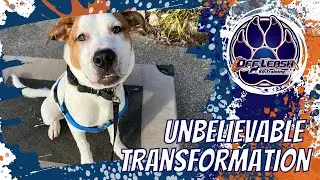 6 month old Norman the boxer/hound transforms into a proper gentleman in just 2 weeks!