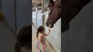 Little Girl Loves Feeding Horses