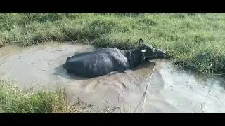 buffalo bathing in mud #buffalobathing  #buffalovideos #bhaisa