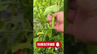 The Life of an Old-Variety Chili  A Cinematic Journey Through Traditional Agriculture #agriculture