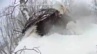 Watch: Time-lapse video captures nesting bald eagles