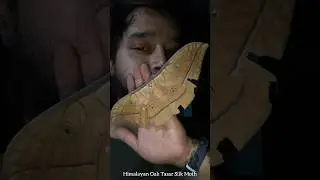 Himalayan Oak Tasar Silk Moth #sikkim #viral #nature #moth #himalayansilkmoth #silkmoth #butterfly