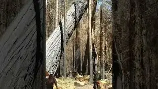 Huge and Hazardous Tree Laid Down by Loggers || ViralHog