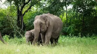 Bandipur Forest  Safari (Elephant Chase & Mock Charge)