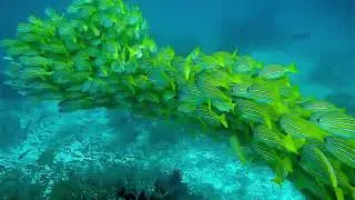 Stunning Shoal of Fish Swimming in Harmony