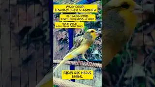 Kenari Gacor Cengkok Mewah