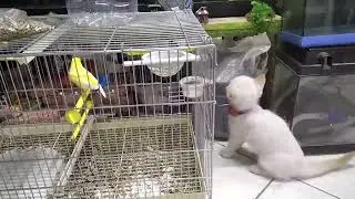 Yavru kedinin oyunu  kitten's game