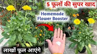 ये 5 फूलों के लिए घर पर बनाएं जबरदस्त खाद | लाखों फूल खिलेंगे | Homemade Flower Fertilizer