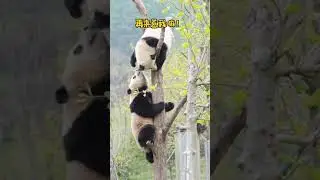Two fat Pandas fighting for a tree, who will win?