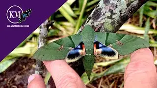 HUGE GREEN MOTH FOUND IN SOUTH FLORIDA  -  The Guady Sphinx Moth - Eumorpha labruscae