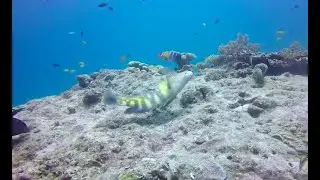 INTELLIGENT Tusk Fish using TOOLS to crack open a clam! Listen with sound on! As seen on Blue planet